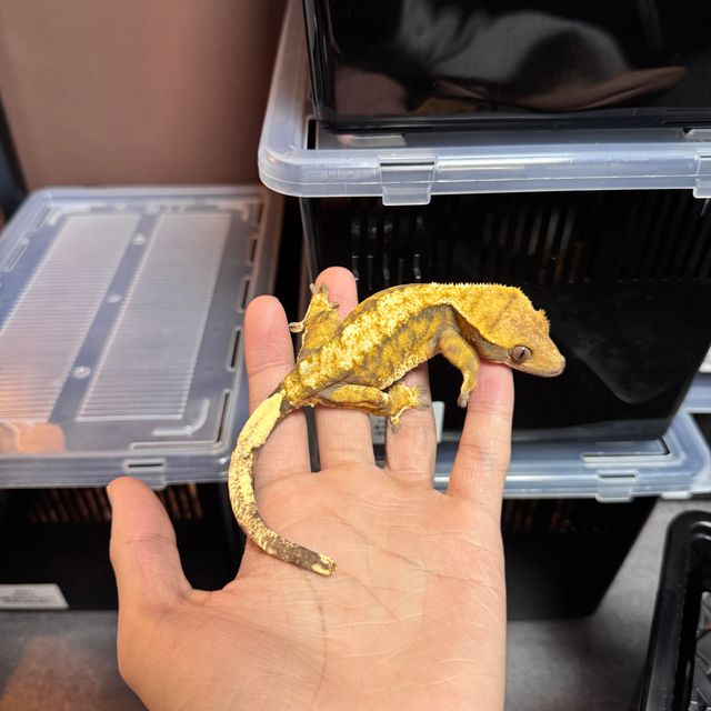 텐저린 트라이 할리퀸 화이트스팟