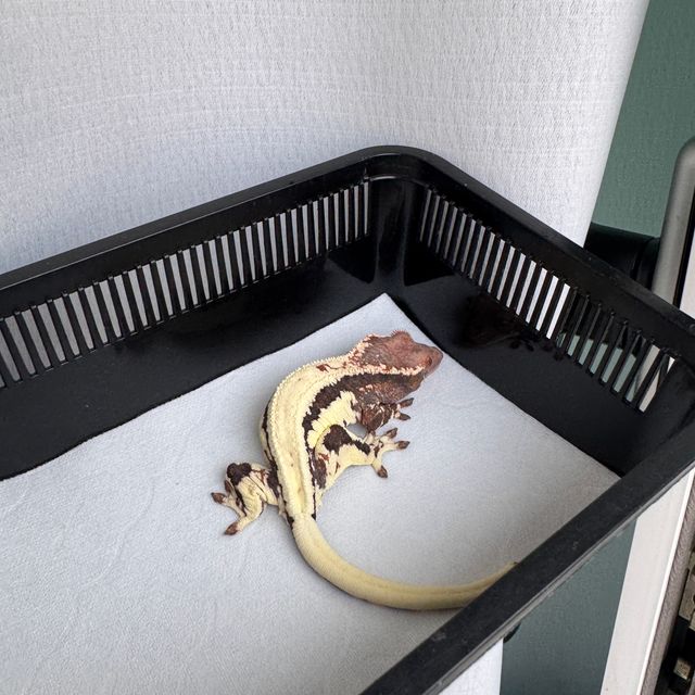 블랙 텐저린 프라푸치노