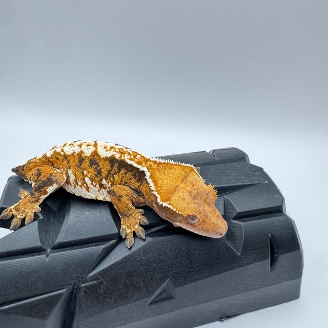 텐저린 트라이 익스트림할리퀸 젠젝스