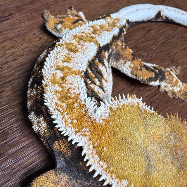 텐저린 익스트림할리퀸