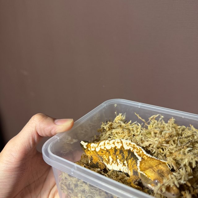 텐저린 트라이 익스트림할리퀸 젠젝스