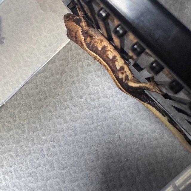 트라이 익스트림할리퀸 핀스트라이프