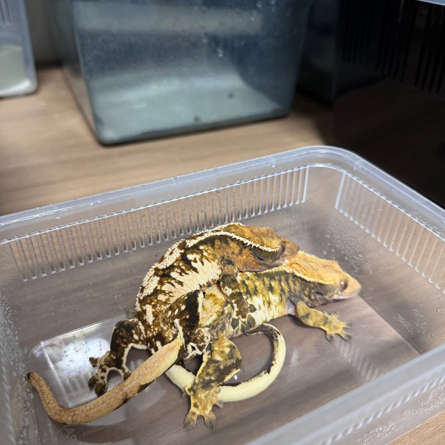 텐저린 트라이 익스트림할리퀸 바브