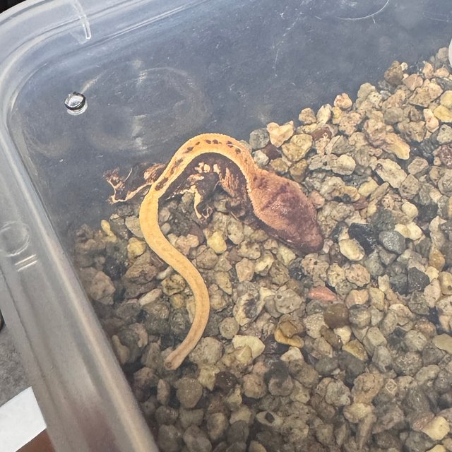 트라이 익스트림할리퀸 핀스트라이프