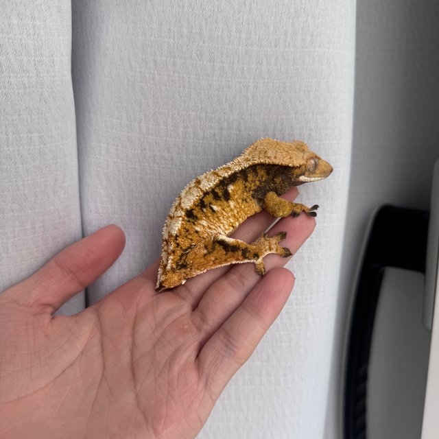 텐저린 익스트림할리퀸