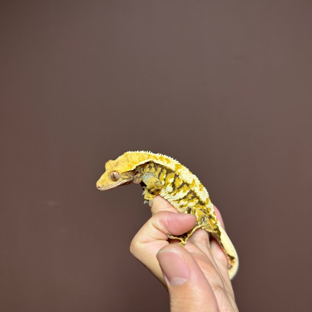 텐저린 트라이 익스트림할리퀸 바브