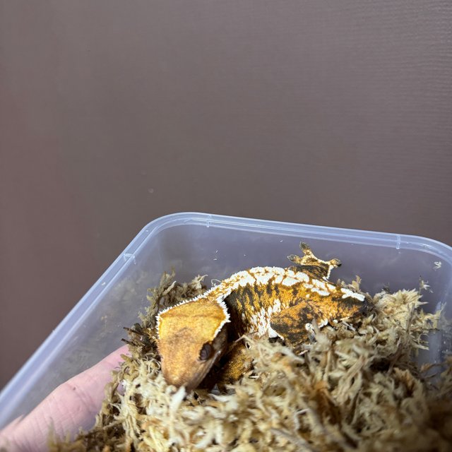 텐저린 트라이 익스트림할리퀸 젠젝스