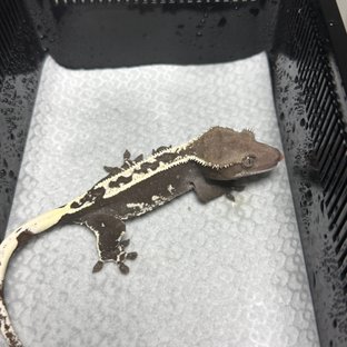 아잔틱