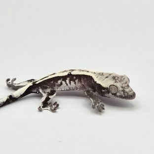 세잔틱