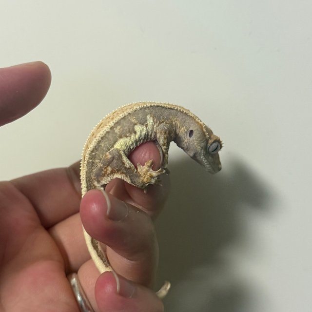 릴리100%헷아잔틱