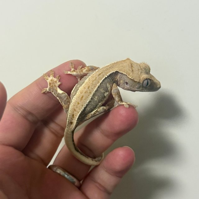 릴리100%헷아잔틱