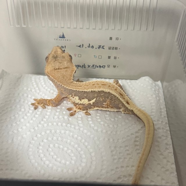 릴리100%헷아잔틱