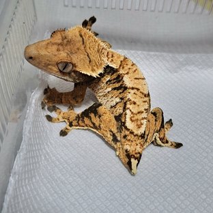 트라이 익스트림할리퀸 노멀