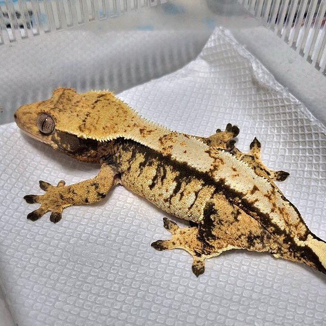 트라이 익스트림할리퀸 노멀