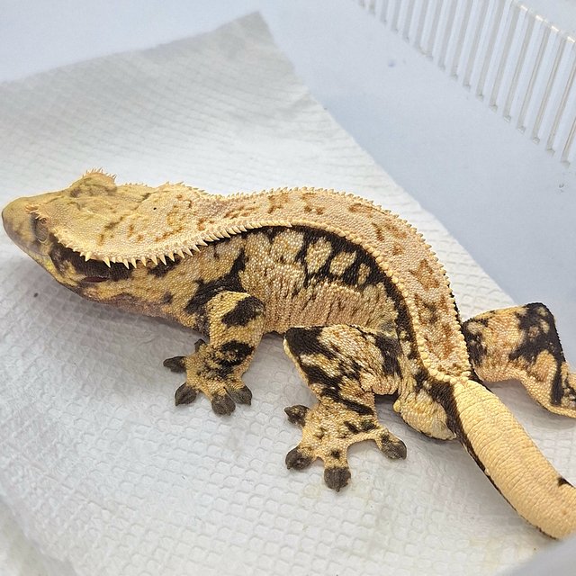 노멀 쿼드 트라이