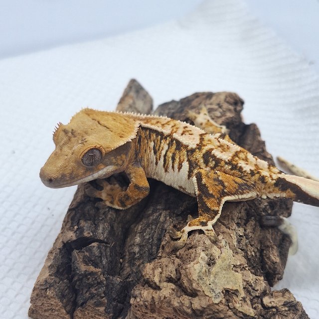 트라이 익스트림할리퀸 노멀