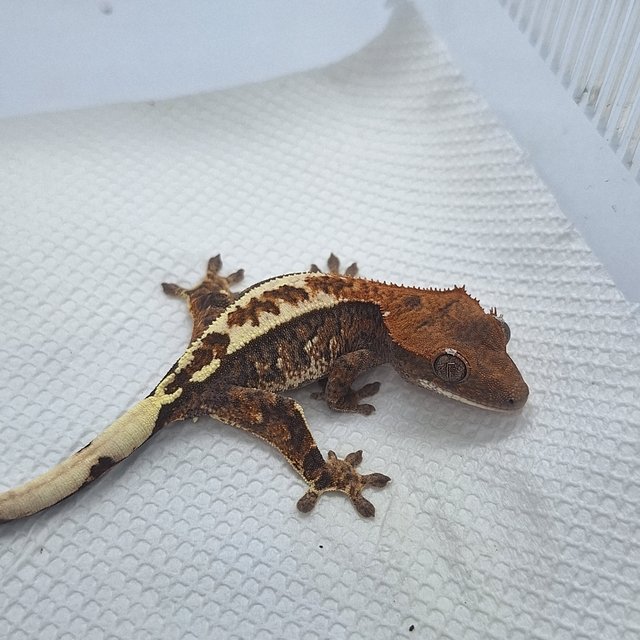 화이트스팟 카푸치노 익스트림할리퀸