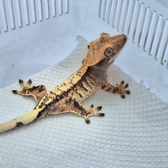 화이트스팟 카푸치노