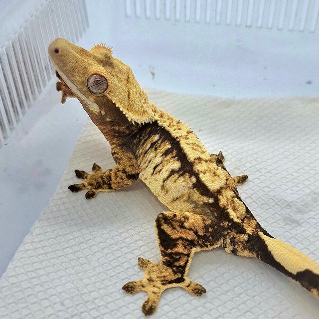 노멀 트라이 익스트림할리퀸