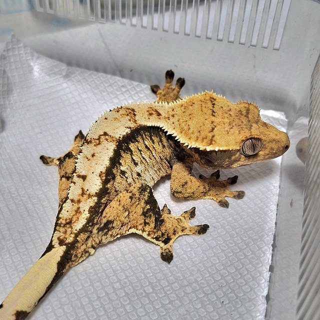 트라이 익스트림할리퀸 노멀