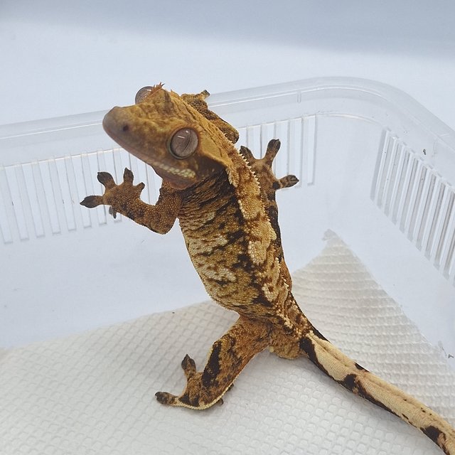 트라이 익스트림할리퀸 노멀