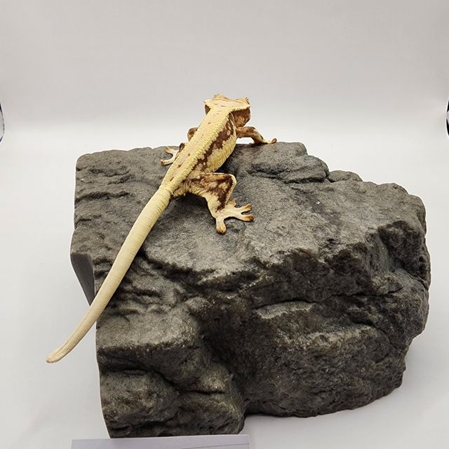 릴리화이트