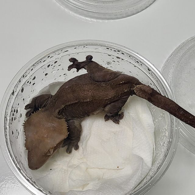 아잔틱