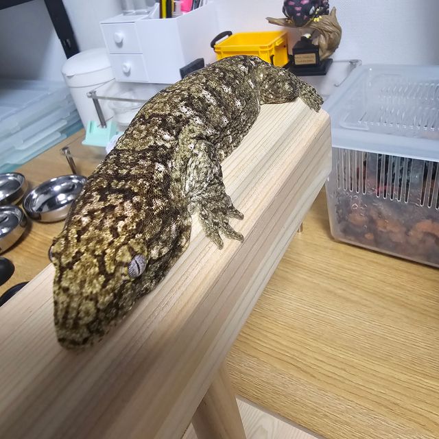 카나와