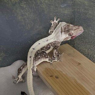 선샤인