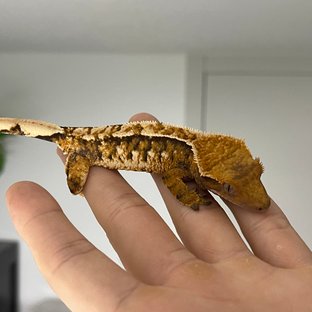 노멀 트라이 익스트림할리퀸 텐저린