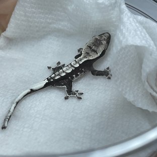 아잔틱