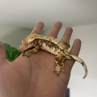 노멀 트라이 쿼드