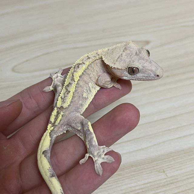 카푸치노