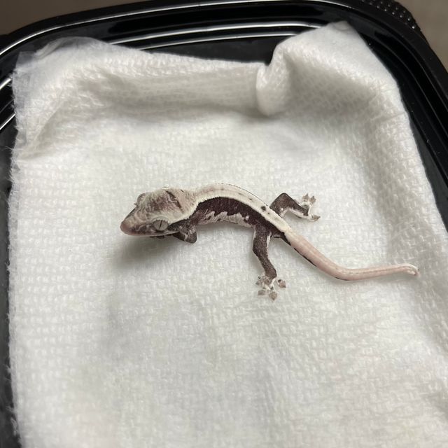릴잔틱