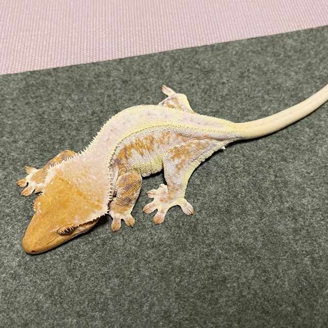 릴리화이트 트라이