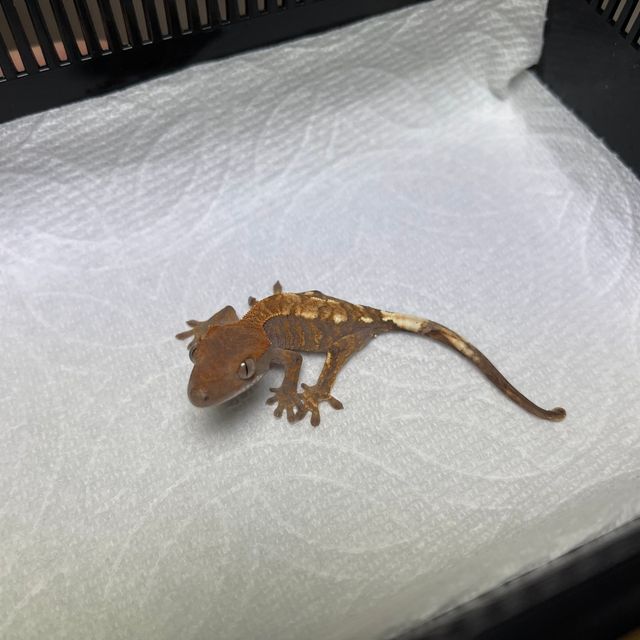 카푸치노 텐저린