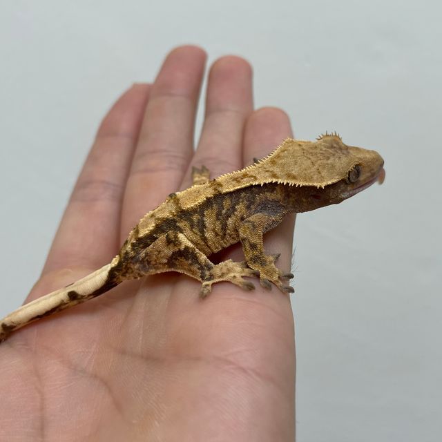 트라이 익스트림할리퀸