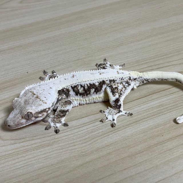 릴리화이트