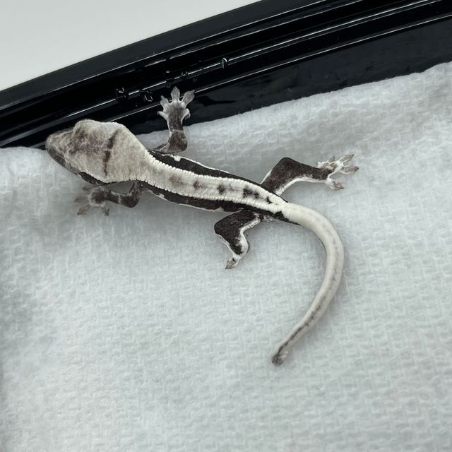 릴잔틱