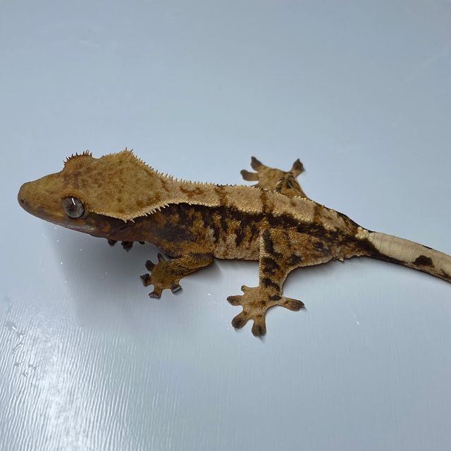 노멀 트라이 익스트림할리퀸