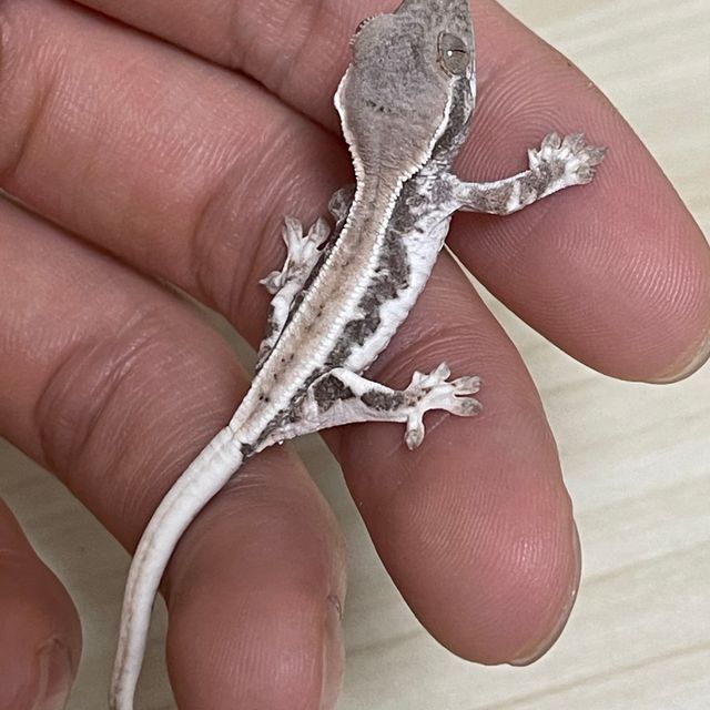 프라푸치노