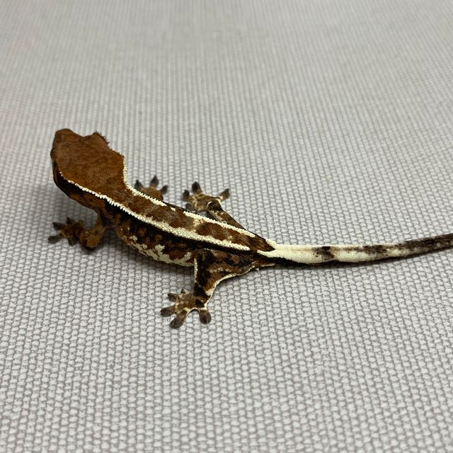 카푸치노 트라이 핀스트라이프