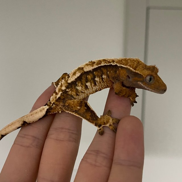 노멀 트라이 익스트림할리퀸 텐저린