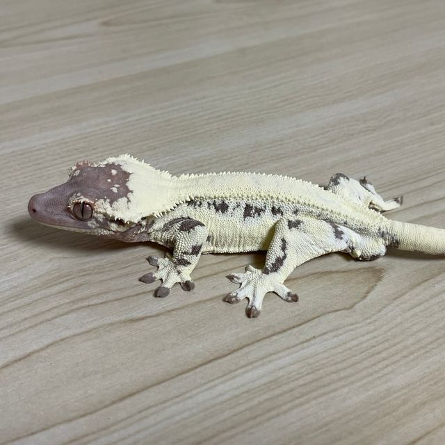 프라푸치노