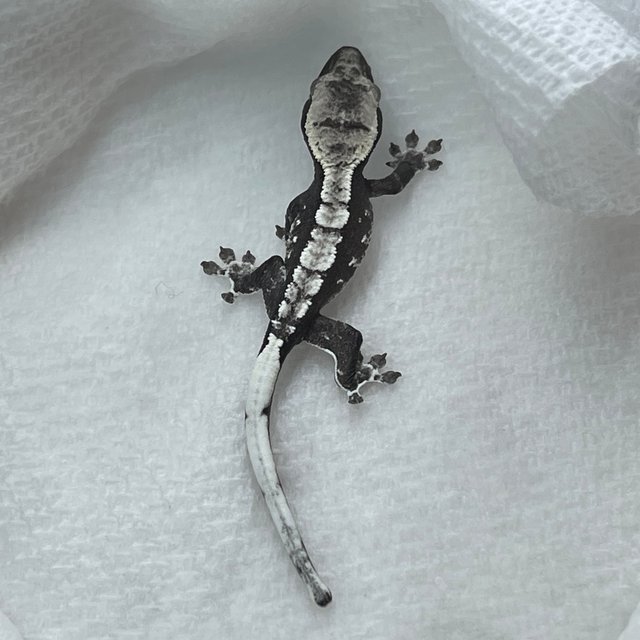 아잔틱