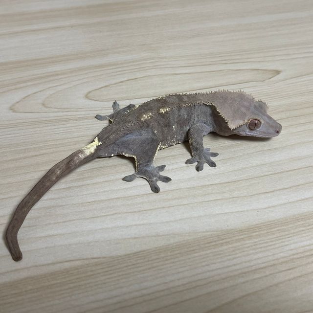 카푸치노