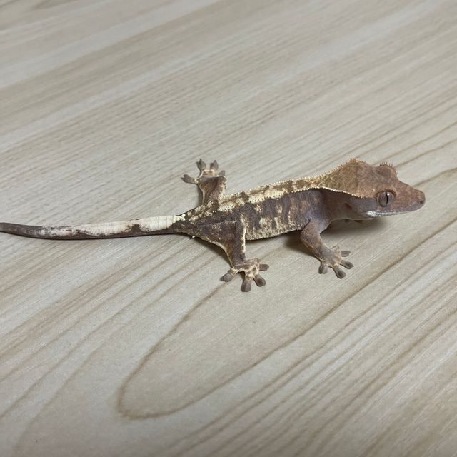 카푸치노