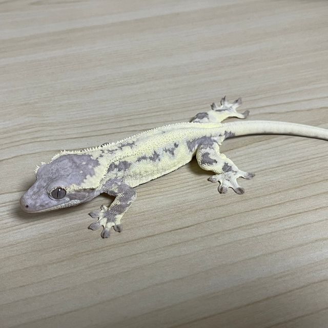 프라푸치노