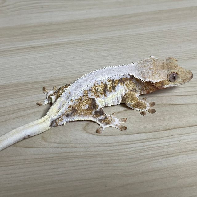 릴리화이트