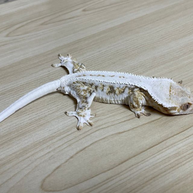 릴리화이트 트라이